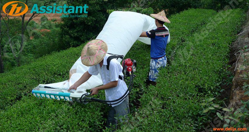 Backpack Type Srilanka Tea Leaf Harvester Plucking Picking Machine China Supplier 4C-S