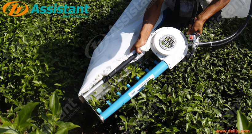 When Is The Best Time To Pick Tea? How To Use Tea Leaf Plucking Machine ?