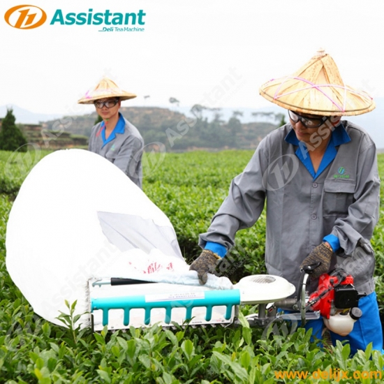 Handheld One-man Tea Leaf Plucking Harvesting Machine DL-4C-T50A5