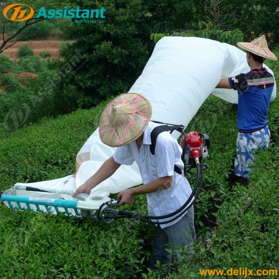Tea Leaf Harvesting Machine With Komatsu G26 engine
